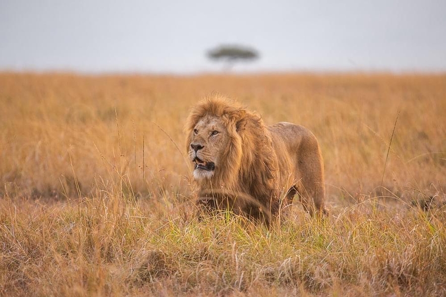 DAY 4: GAME DRIVE IN NGORONGORO CRATER.