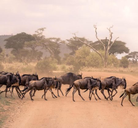 4 Days Safari Itinerary