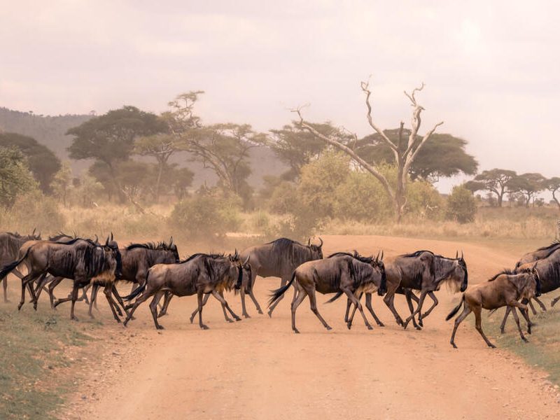 4 Days Safari Itinerary