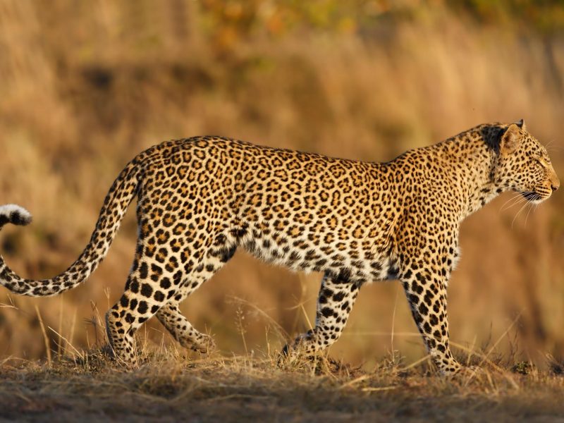 5 Days Safari Itinerary