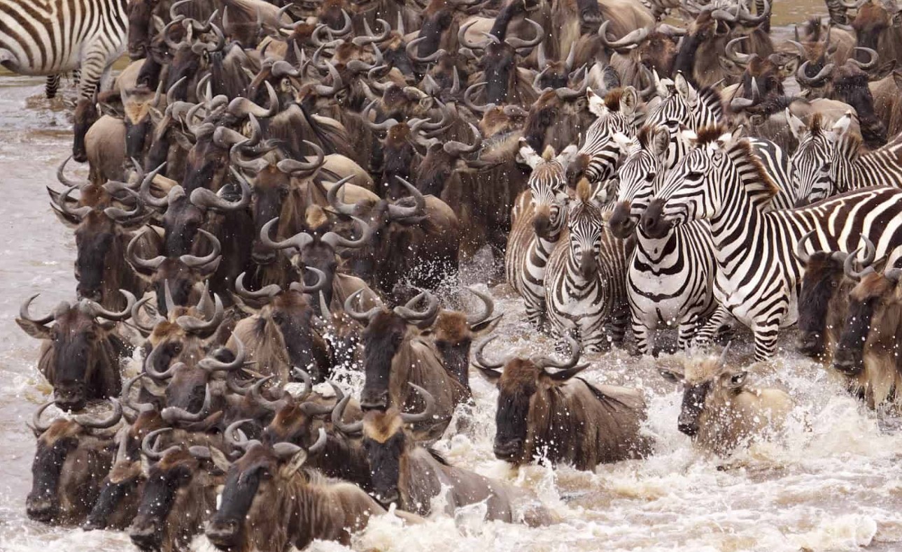 DAY 3: GAME DRIVE IN SERENGETI NATIONAL PARK.