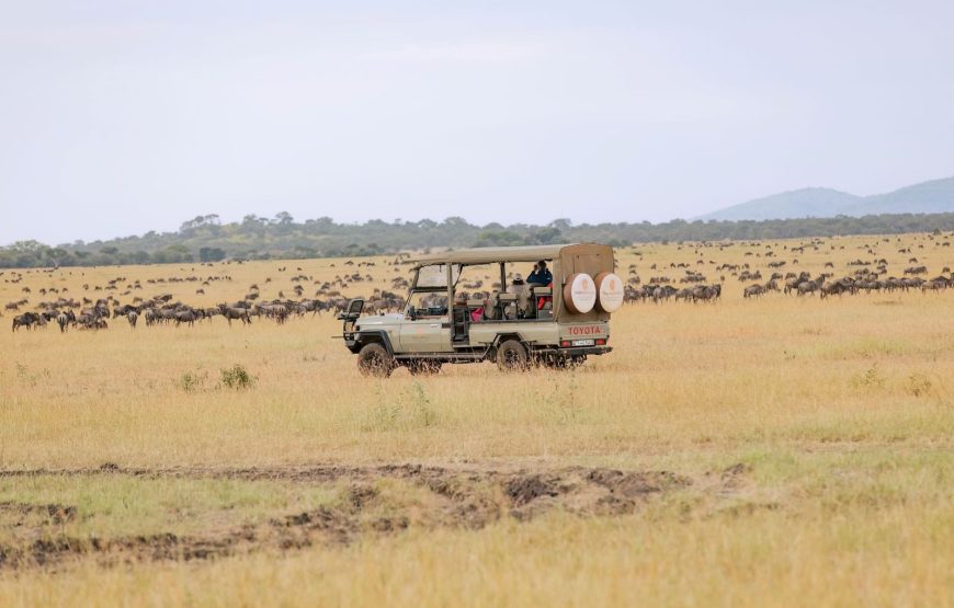 10 Days Serengeti Wildebeest Migration Safari