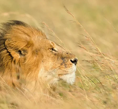 6 Days Tanzania Budget Camping Safari