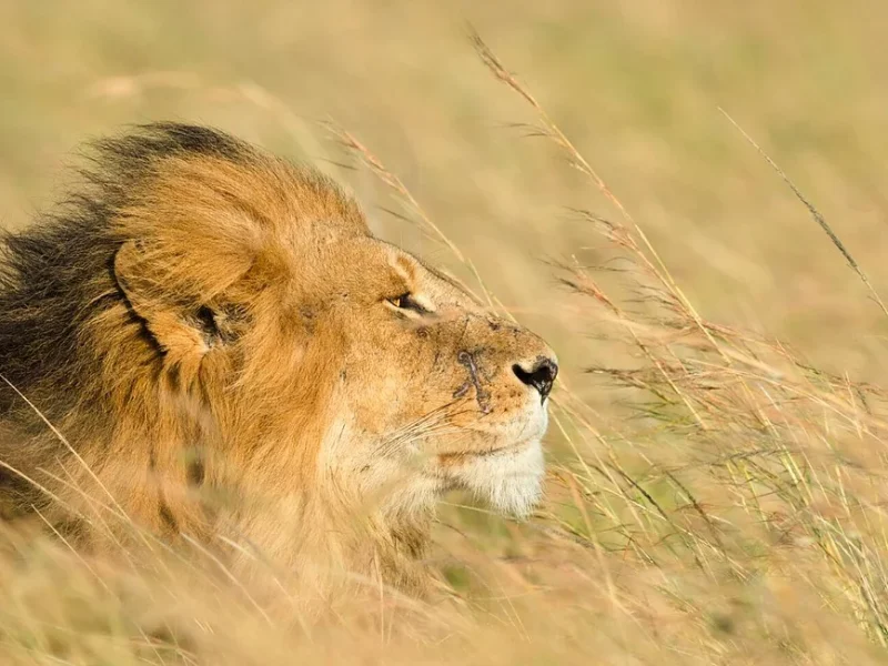 6 Days Tanzania Budget Camping Safari