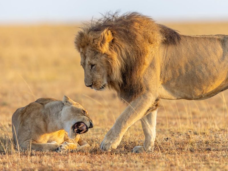 5 Day Tanzania Budget Camping Safari