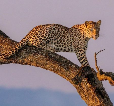 4 Days Tanzania Budget Camping Safari