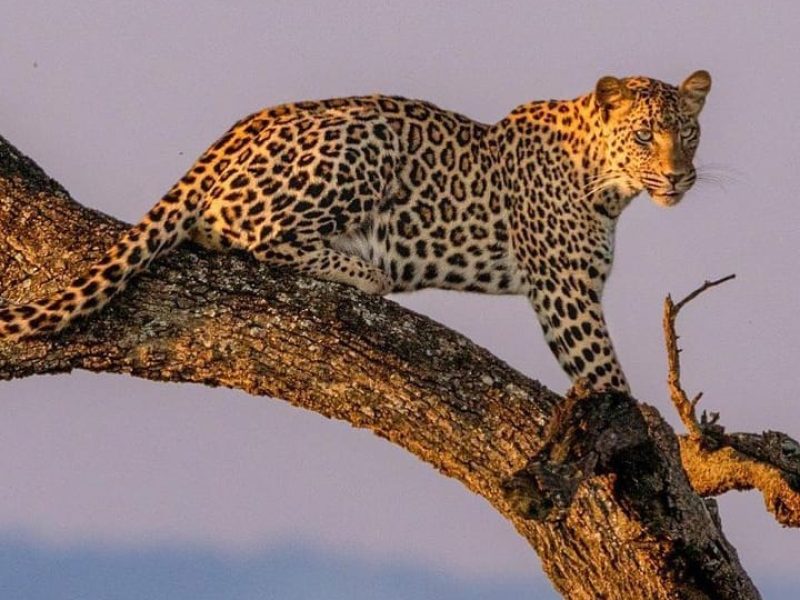 4 Days Tanzania Budget Camping Safari