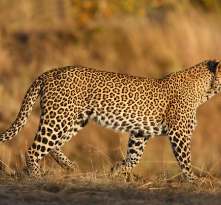 3 Days Tanzania Budget Camping Safari