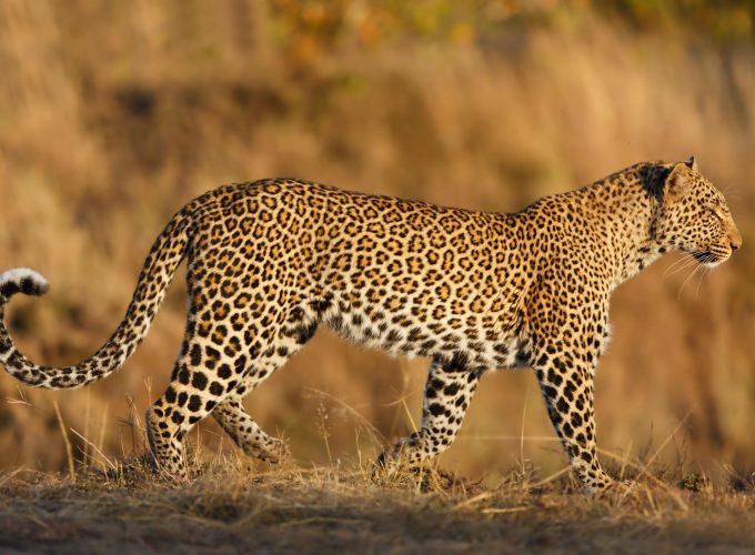 3 Days Tanzania Budget Camping Safari