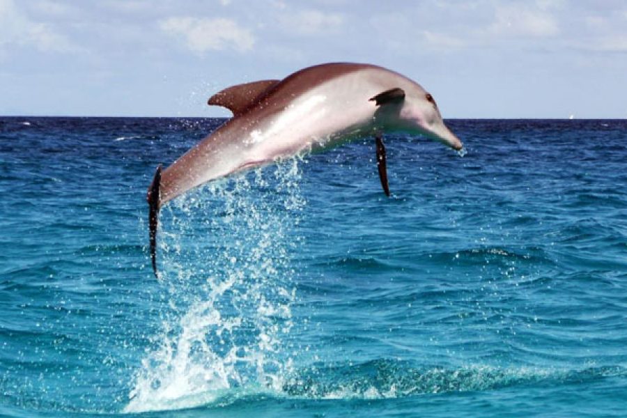 Dolphin Tour Kizimkazi