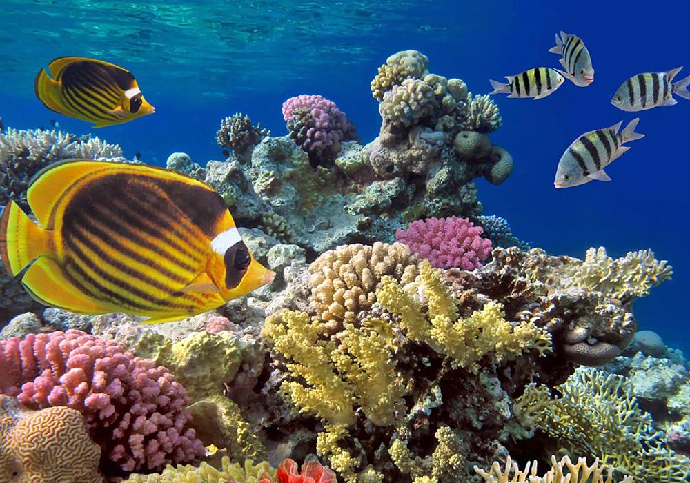 Misali Island