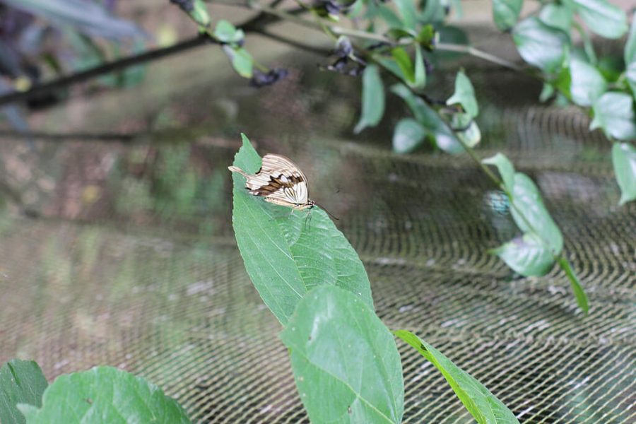Zanzibar Butterfly Centre